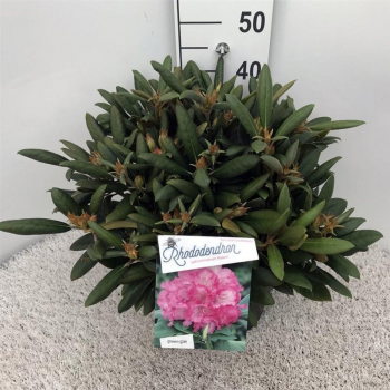 Rhododendron Yakushimanum 'Polaris' F00008708