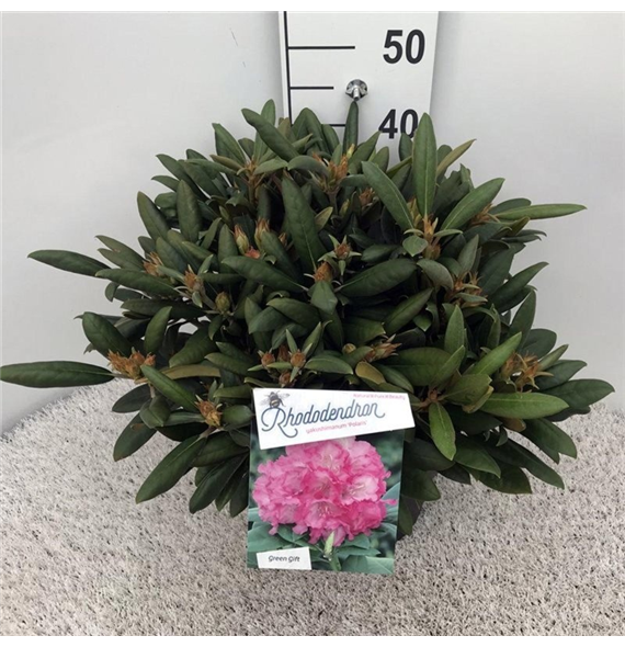 Rhododendron Yakushimanum 'Polaris' F00008708