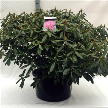Rhododendron catawbiense 'Roseum Elegans' F00008726