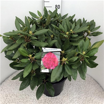Rhododendron caucasicum 'American Beauty' F00008725