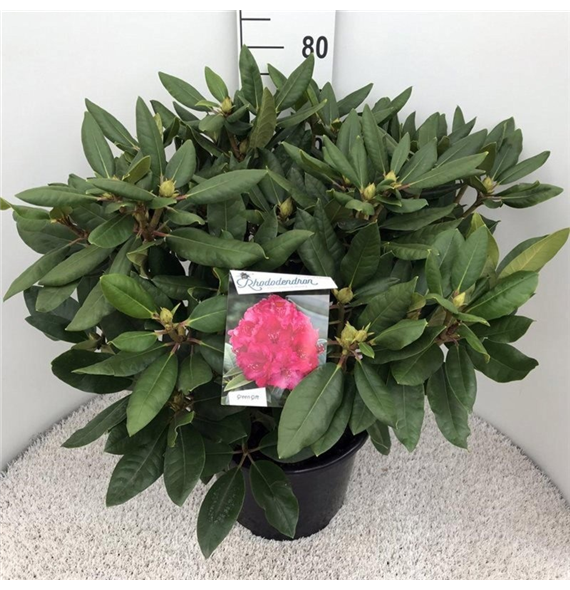 Rhododendron caucasicum 'American Beauty' F00008725