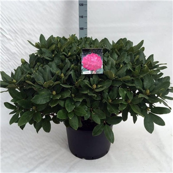 Rhododendron caucasicum 'Germania' F00008722