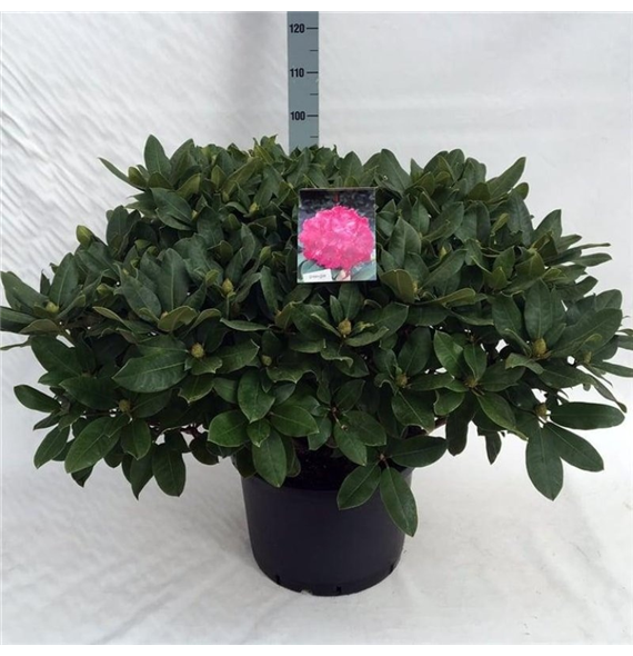 Rhododendron caucasicum 'Germania' F00008722