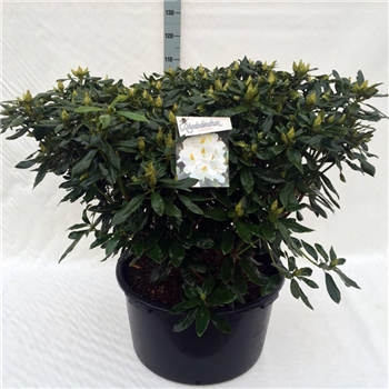 Rhododendron caucasicum 'Madame Masson' F00008723