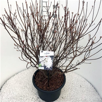Rhododendron caucasicum 'Viscosum' F00008724