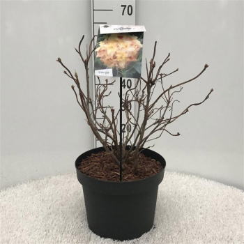 Rhododendron mollis 'Anneke' F00008715