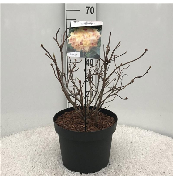 Rhododendron mollis 'Anneke' F00008715