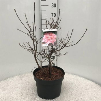 Rhododendron mollis 'Berryrose' F00008707