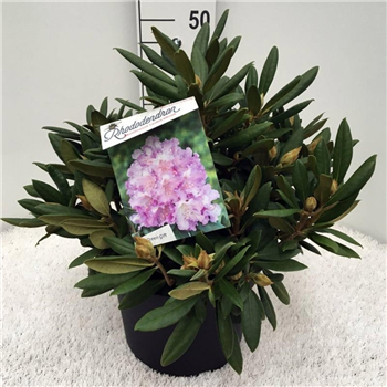 Rhododendron yakushimanum 'Caroline Allbrook' F00008709