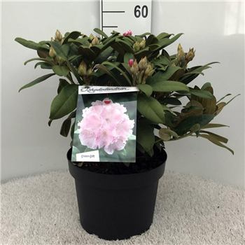 Rhododendron yakushimanum 'Doc' F00008729