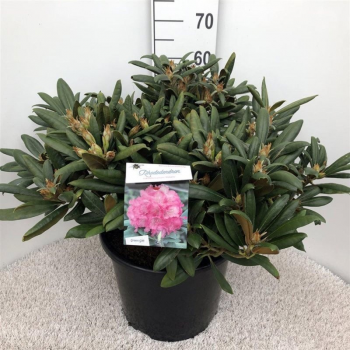 Rhododendron yakushimanum 'Polaris' F00008719