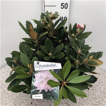 Rhododendron yakushimanum 'Silberwolke' F00008704