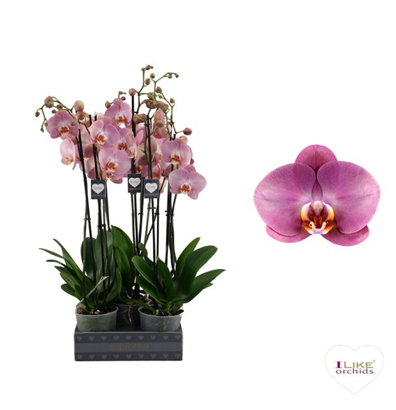 Orhideja Phalaenopsis Honey Peach - 2 stems 60cm (Quattro)14 fl  plnt 55cm 12cm Q3711