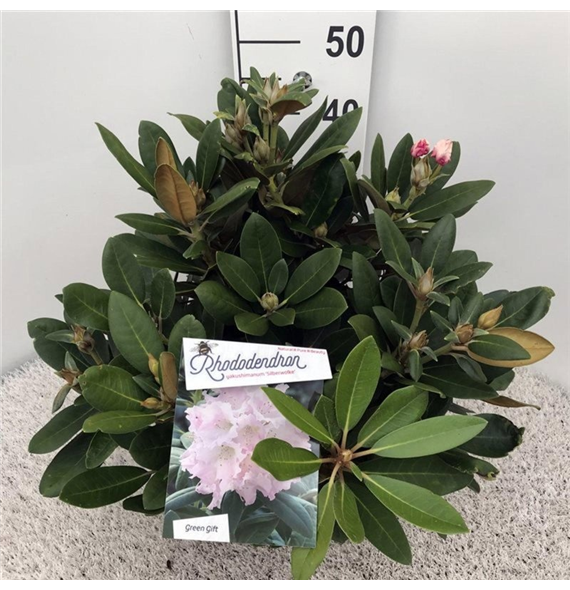 Rhododendron yakushimanum 'Silberwolke' F00008704
