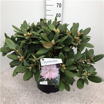 Rhododendron yakushimanum 'Silberwolke' F00008730