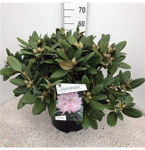 Rhododendron yakushimanum 'Silberwolke' F00008730