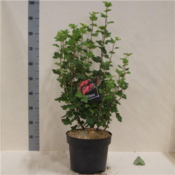 Ribes sanguineum 'King Edward VII' F00008802
