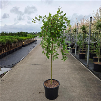 Salix caprea 'Kilmarnock' F00008697