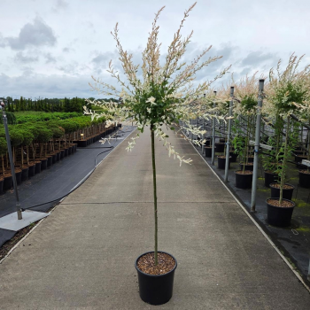 Salix integra 'Hakuro-nishiki' F00008808