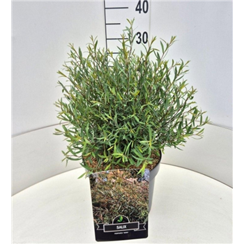 Salix purpurea 'Nana' F00008796