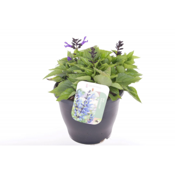 Salvia hybr 'Black & Bloom' F00007218