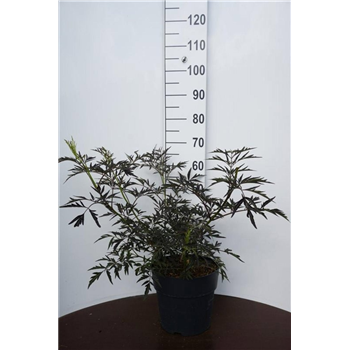 Sambucus nigra 'Black Lace' F00008637