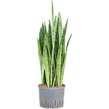 Taščin jezik - Sanseveria trifasciata 'Silver Mist' 1SASMTU25