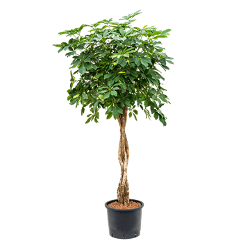 Šeflera arboricola 'Gold Capella' 1SCGCGS17