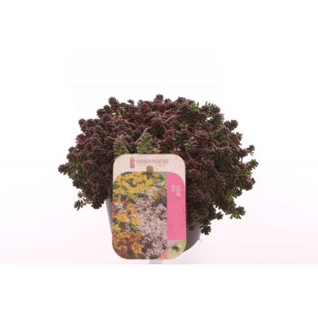Sedum album 'Coral Carpet' F00003194