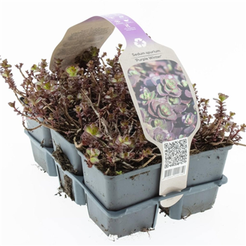 Sedum spurium 'Purple Winter' F00008923