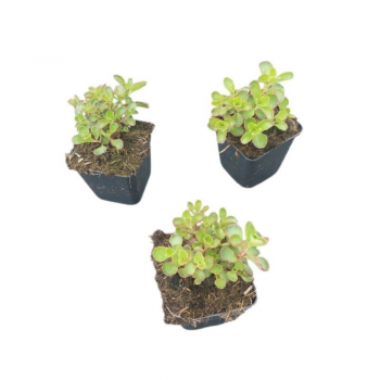 Sedum spurium 'Purple Winter' F00008779