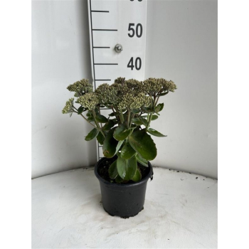 Sedum telephium 'Seduction Pink Passion' F00008814