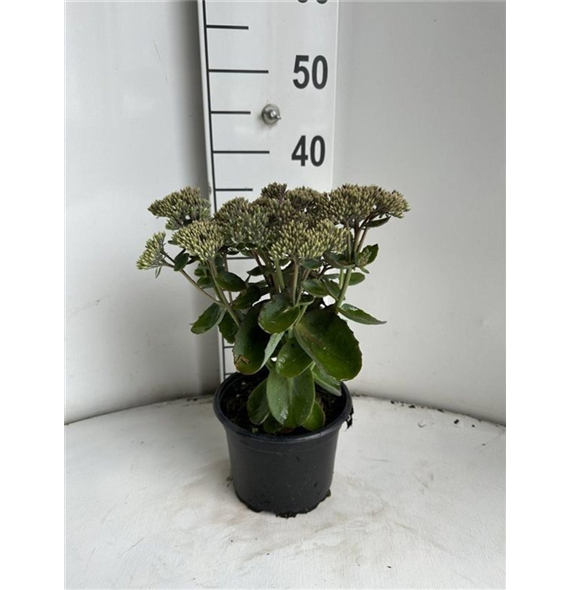 Sedum telephium 'Seduction Pink Passion' F00008814