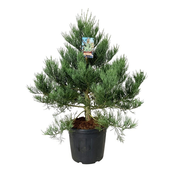 Sequoiadendron giganteum 'Mammoth One' F00008771
