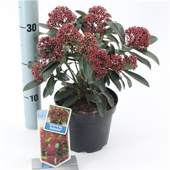 Skimmia japonica Rubesta F00004348