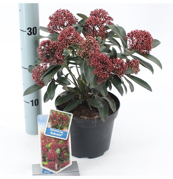 Skimmia japonica Rubesta F00004348