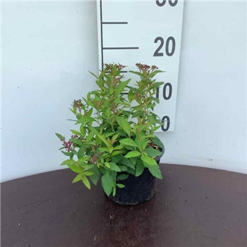 Spiraea japonica 'Little Princess' F00008811