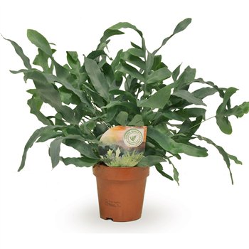 Phlebodium blue star 35cm 12cm Q4390