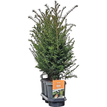 Taxus baccata F00008177