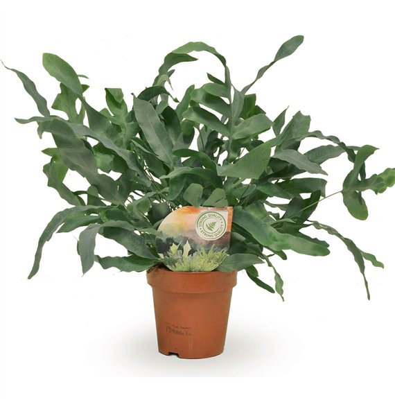 Phlebodium blue star 35cm 12cm Q4390