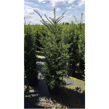 Taxus baccata F00008652