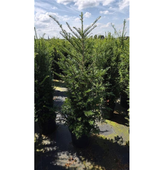 Taxus baccata F00008652
