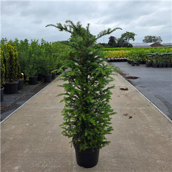 Taxus baccata F00008629
