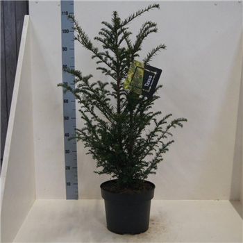 Taxus baccata F00008803