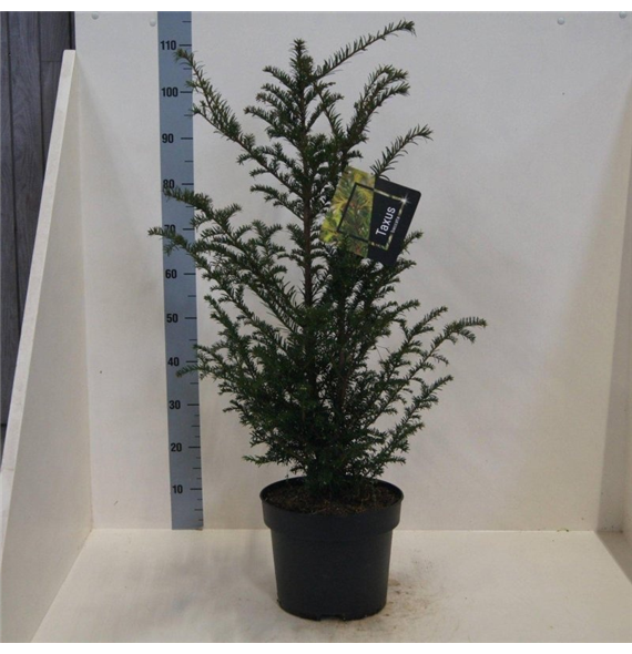Taxus baccata F00008803