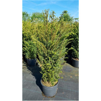 Taxus baccata F00008700