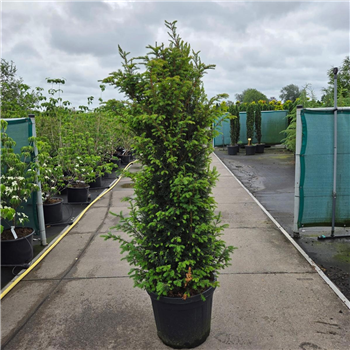 Taxus baccata F00008624