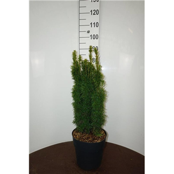 Taxus baccata 'David' F00008626