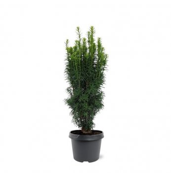 Taxus baccata 'Fastigiata' F00008265