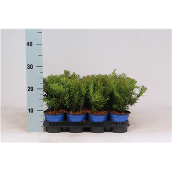 Taxus baccata 'Repandens' F00003562